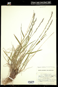 Elymus alaskanus ssp. latiglumis image