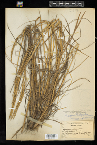 Elymus trachycaulus ssp. trachycaulus image