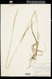 Elymus trachycaulus ssp. trachycaulus image