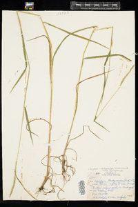 Elymus trachycaulus ssp. trachycaulus image