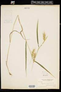 Elymus virginicus image