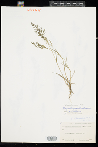 Eragrostis minor image