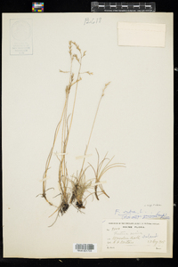 Festuca rubra ssp. rubra image