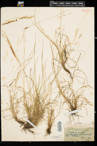 Festuca rubra ssp. rubra image