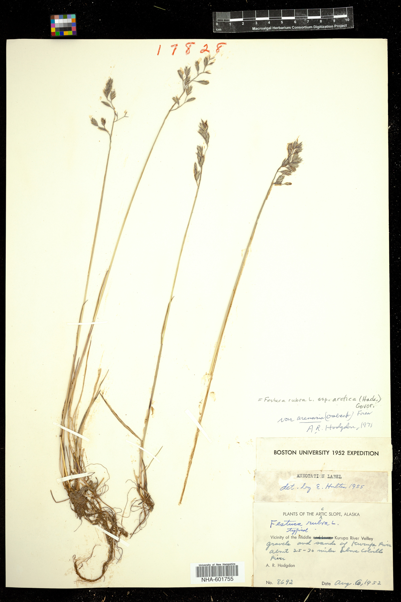 Festuca rubra ssp. arctica image