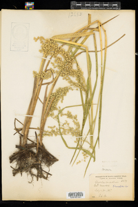 Glyceria canadensis image