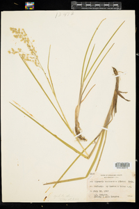 Glyceria canadensis image