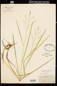 Glyceria canadensis image