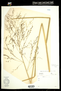 Image of Glyceria maxima