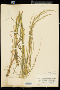 Glyceria melicaria image