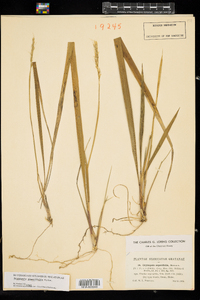 Oryzopsis asperifolia image