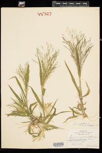 Panicum capillare image