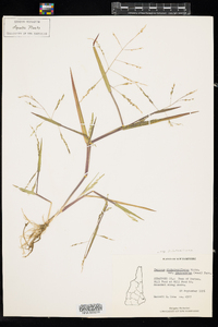 Panicum dichotomiflorum ssp. dichotomiflorum image