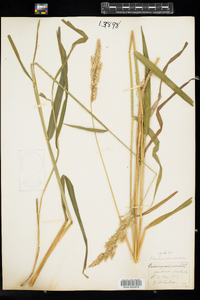 Phalaris arundinacea image