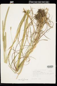 Phleum pratense image