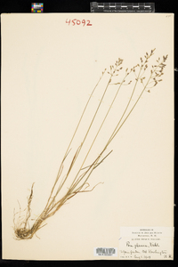 Poa glauca image