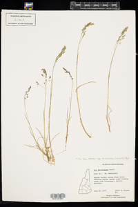 Poa laxa ssp. fernaldiana image
