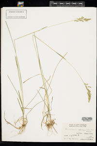Poa pratensis ssp. pratensis image