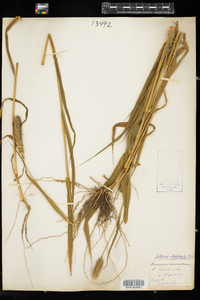 Setaria italica image