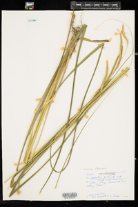 Spartina pectinata image