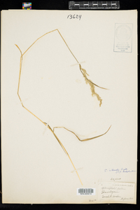 Sphenopholis intermedia image