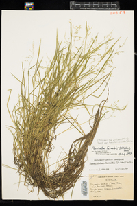 Torreyochloa pallida var. fernaldii image