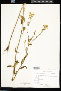 Erigeron annuus image