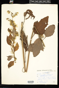 Prenanthes altissima image