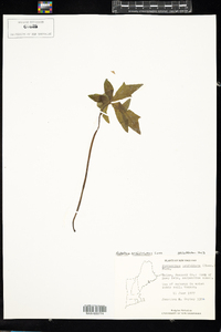 Prenanthes trifoliolata image