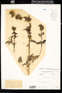 Prenanthes trifoliolata image