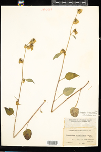 Prenanthes trifoliolata image