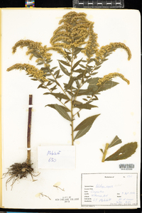 Solidago rugosa image