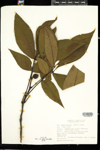 Carya glabra image