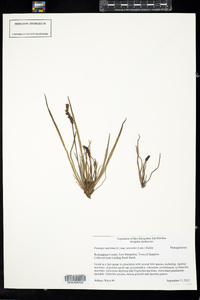 Plantago maritima var. juncoides image