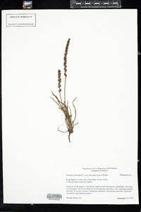 Plantago maritima var. juncoides image