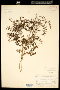 Image of Odontosoria aculeata