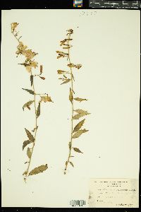 Image of Adenophora liliifolia