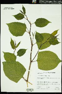 Polygonum cuspidatum image