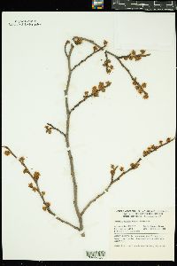 Hamamelis vernalis image