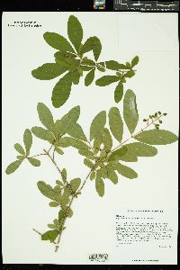 Ligustrum obtusifolium image