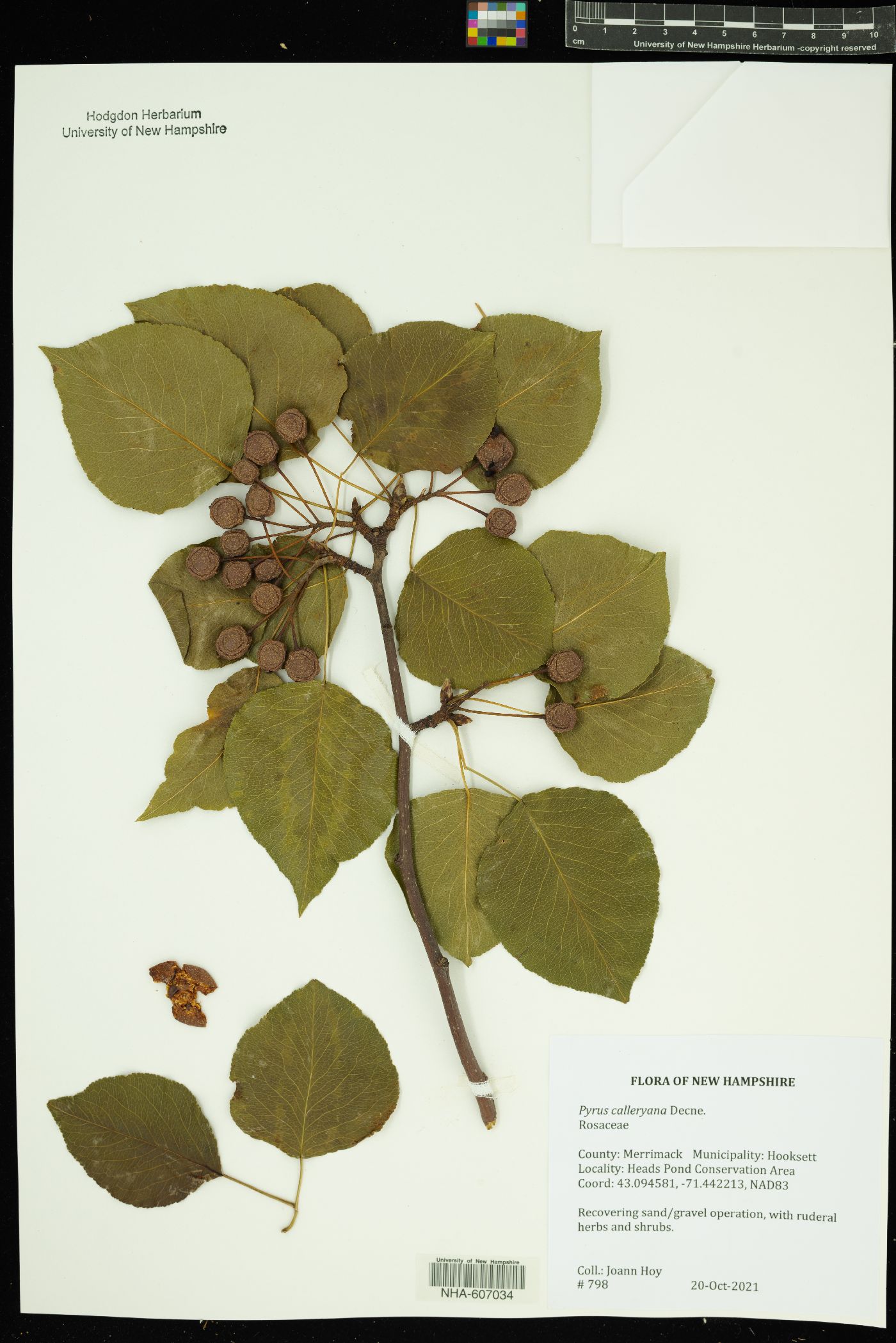 Pyrus calleryana image