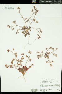 Image of Chorizanthe angustifolia