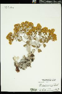 Image of Eriogonum correllii