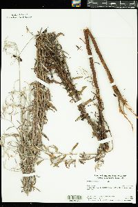 Image of Eriogonum annuum