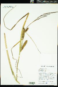 Carex utriculata image