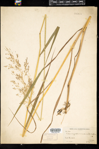 Calamagrostis canadensis image