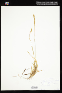 Image of Tofieldia calyculata