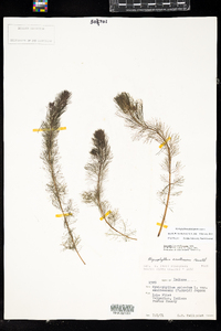 Myriophyllum sibiricum image