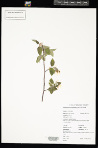 Amelanchier spicata image