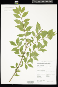 Euonymus alatus image